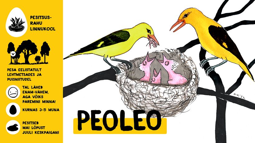 Campaign for nesting peace 2022 13