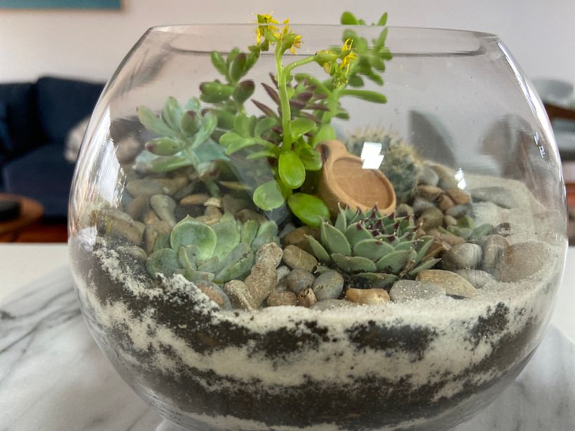 Sala Mich Primer Terrario 3