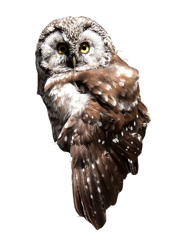 Mein Kursprojekt: Naturalistische Aquarelle mit Ausdruck und Charakter 3