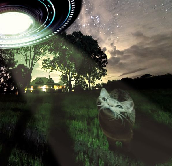 Ediciones dudosas de mis gatos 3