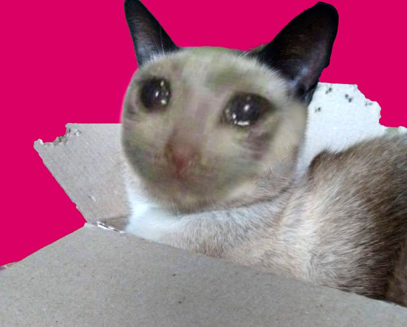 Ediciones dudosas de mis gatos 4