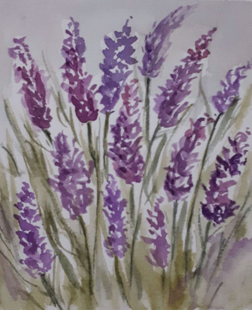 Lavender 