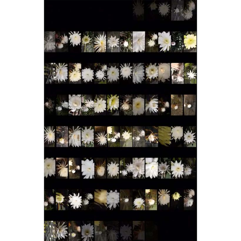 Anno oxypetalum still. Image: Sotheby's.