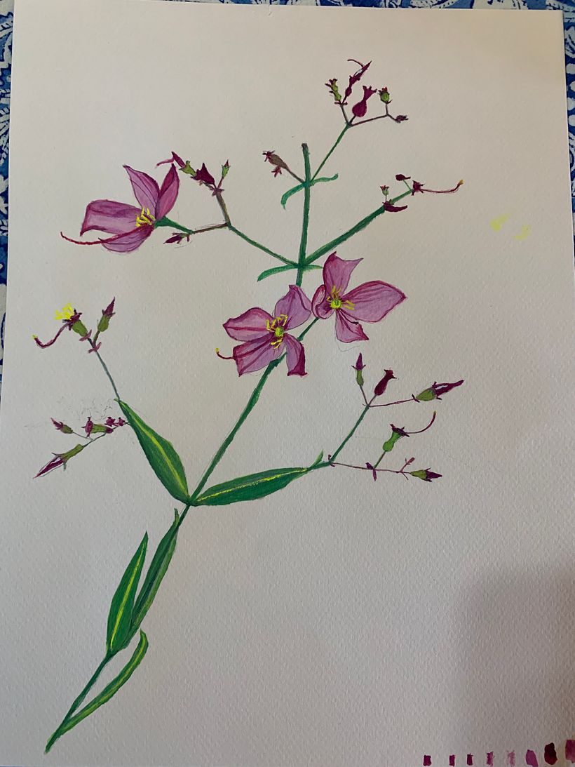 Meadow beauty Wildflower in Gouache