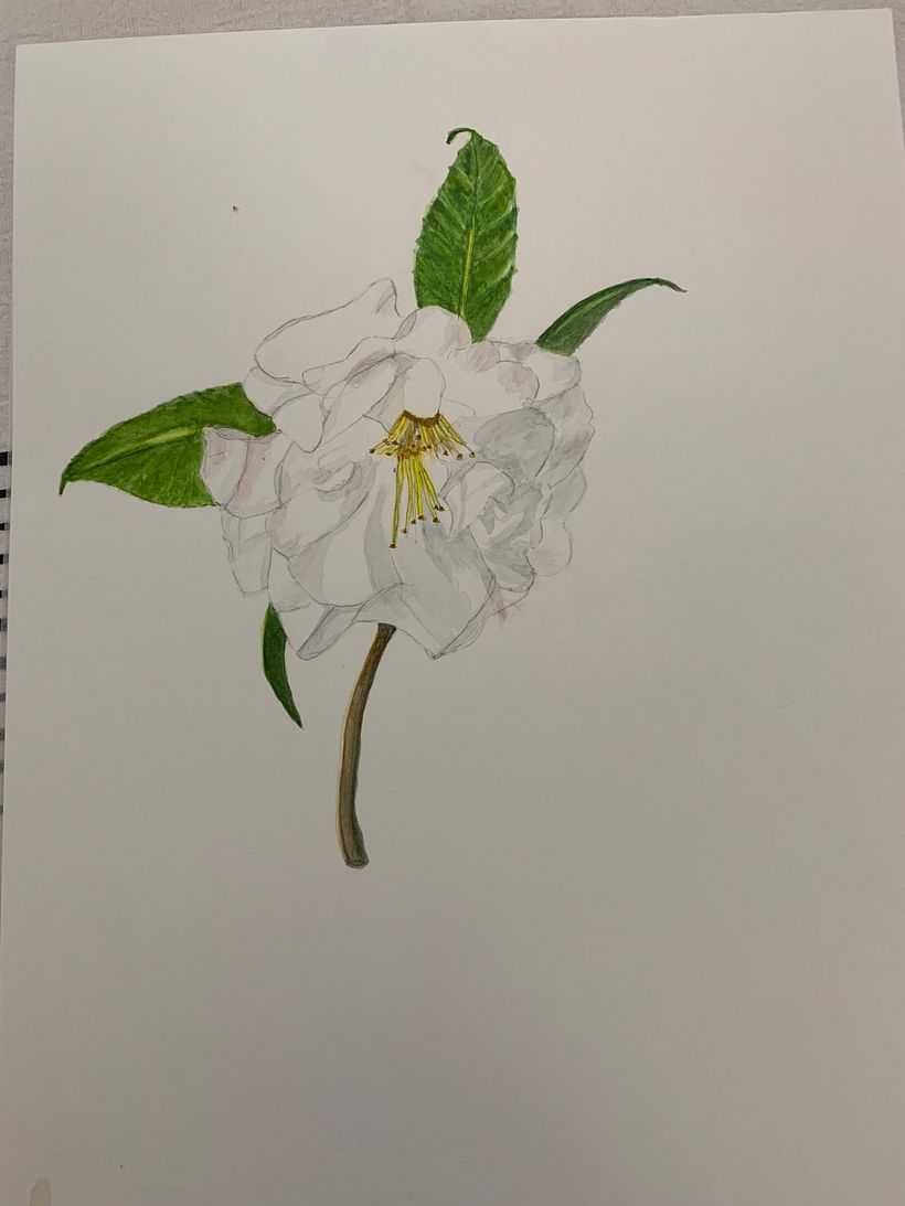 White rose in watercolor