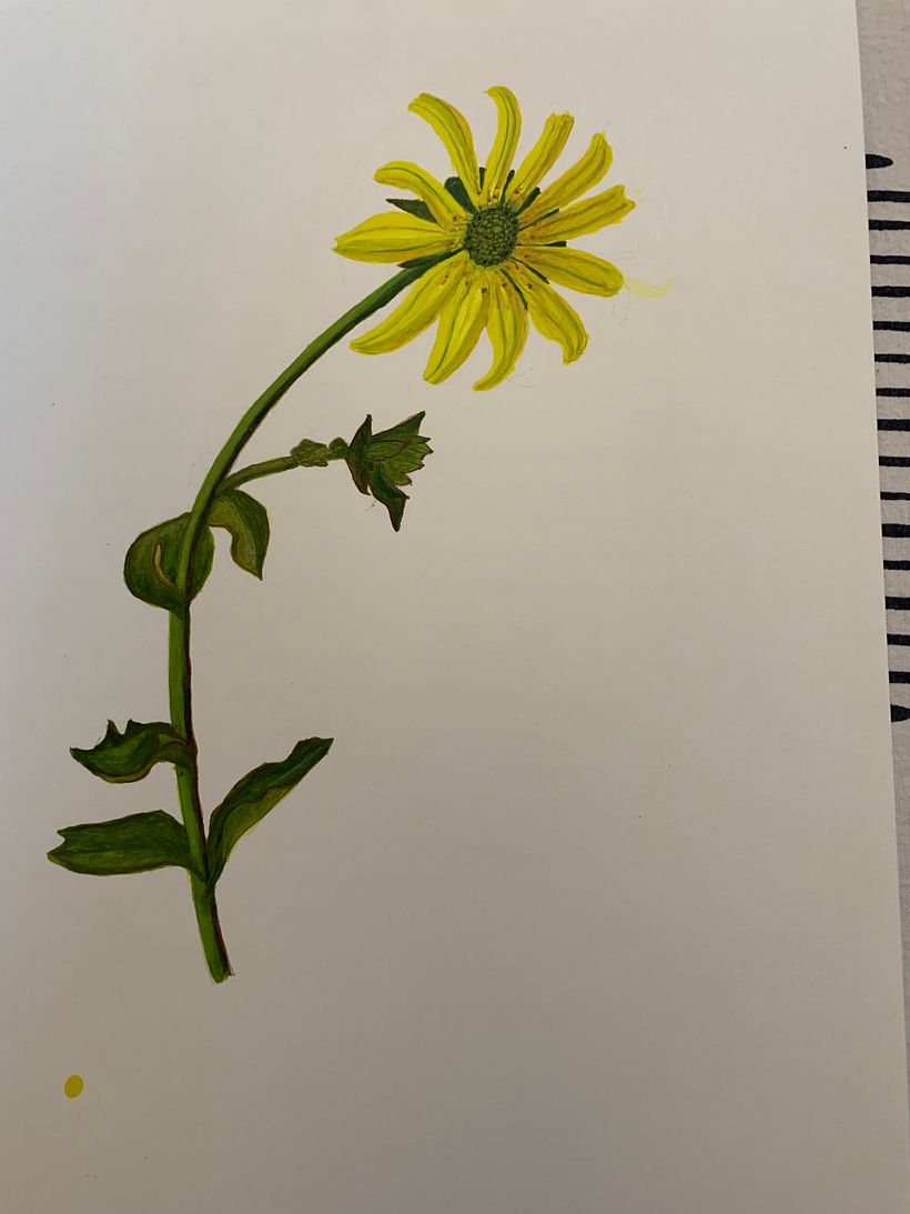 Cup plant Siliphium perfoliatum in watercolor