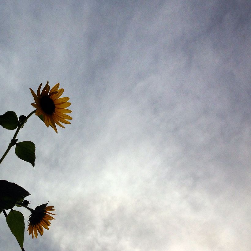 Sunflowers against a slightly cloudy afternoon summer sky.