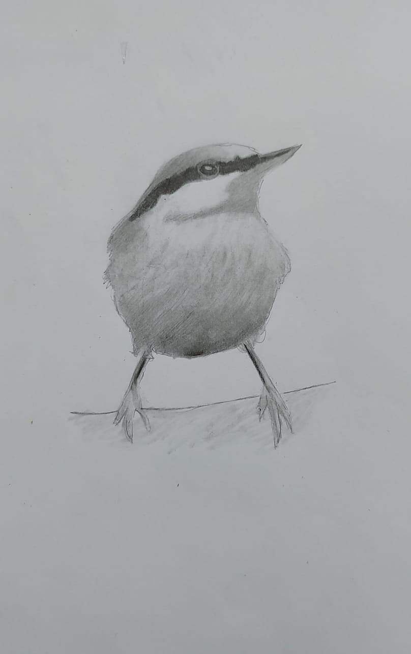 Small nuthatch