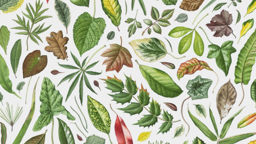 Botanical illustrations and art by Julia Trickey.