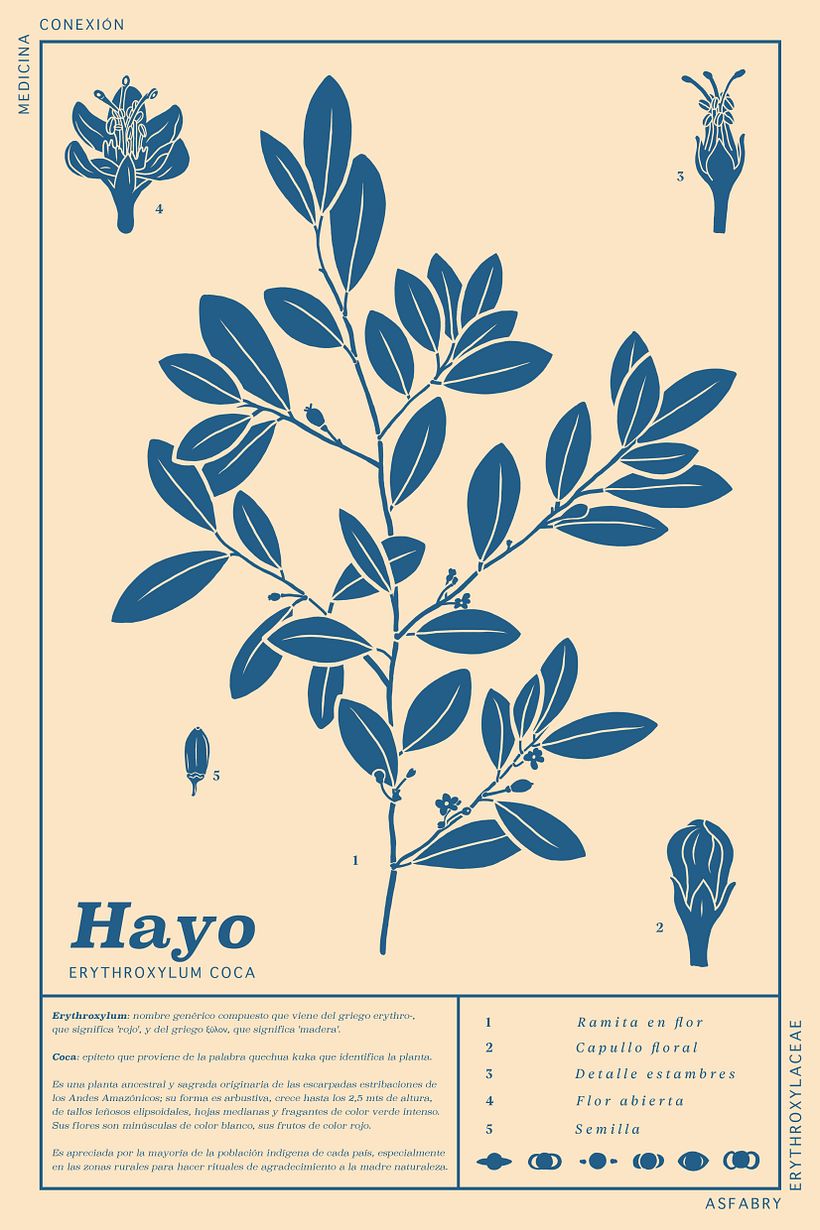HAYO 10