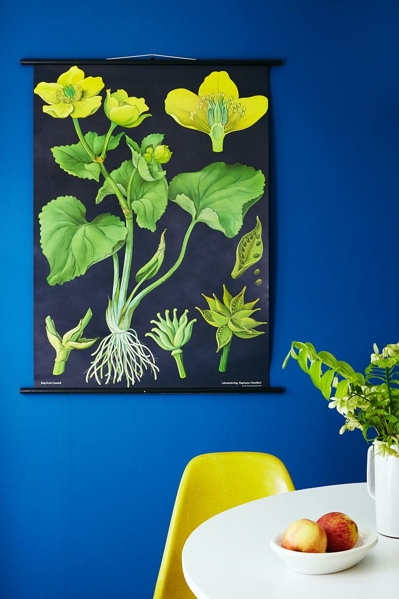 Bright blue walls and a botanical chart add a graphic punch.