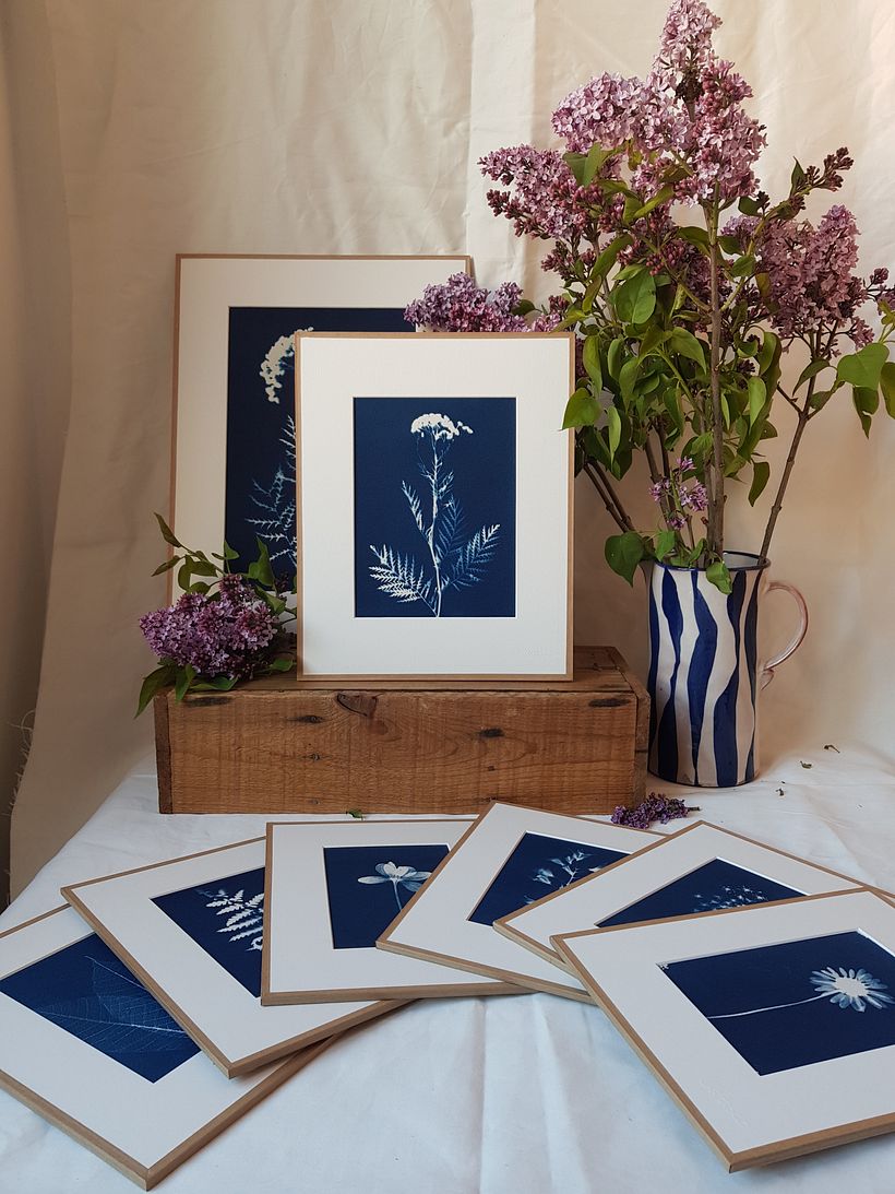 Cyanotypes originaux encadrés 1