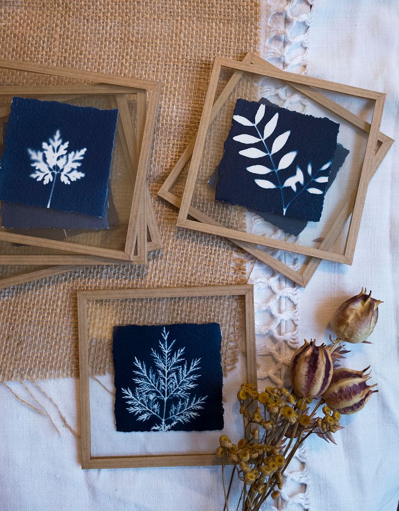 Carasco - Série "Petites Natures" - Cyanotypes encadrés entre-deux verres 2