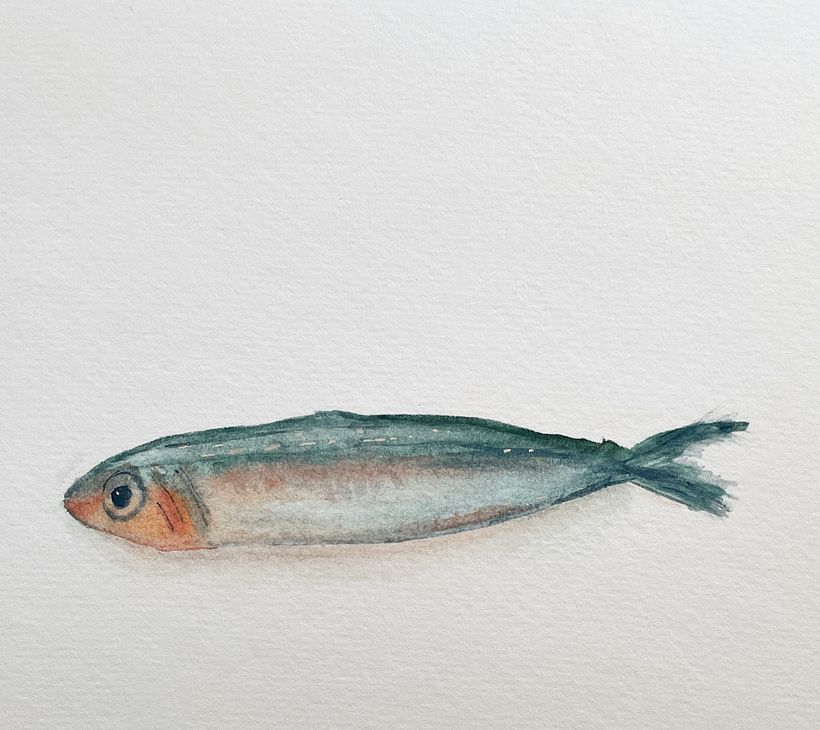 Anchovy 1