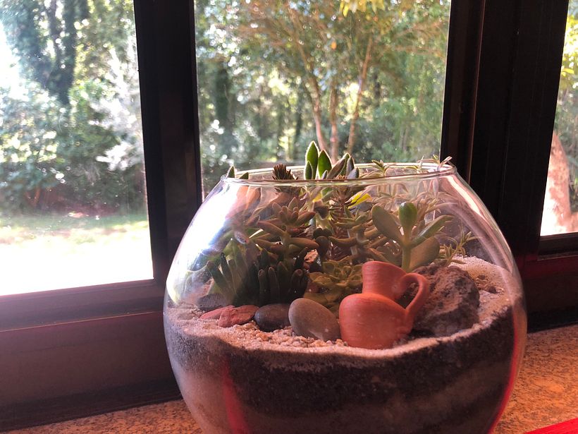 Meu projeto do curso: Arte vegetal: crie seu próprio terrário aberto 1