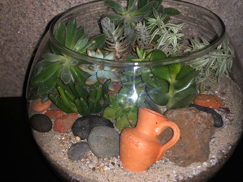 Meu projeto do curso: Arte vegetal: crie seu próprio terrário aberto 2