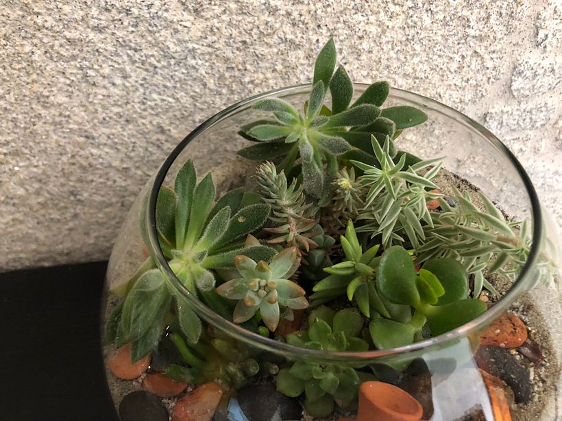 Meu projeto do curso: Arte vegetal: crie seu próprio terrário aberto 4