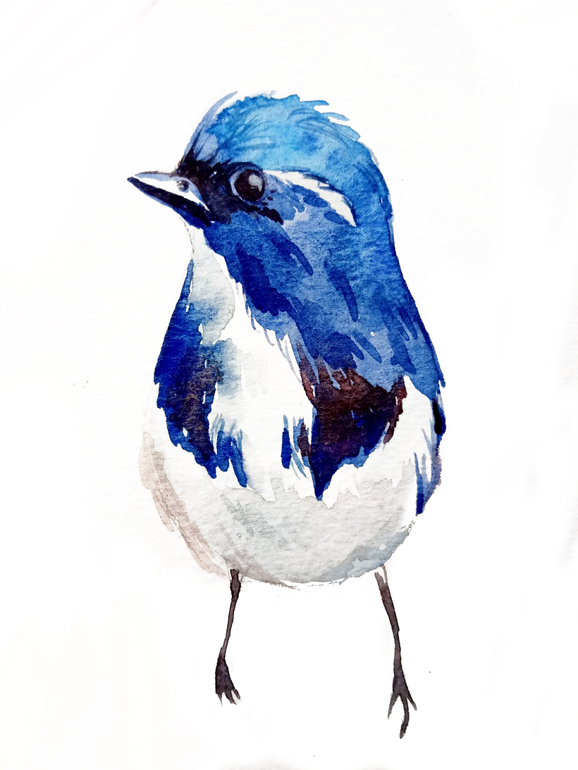 pássaro após ser digitalizado