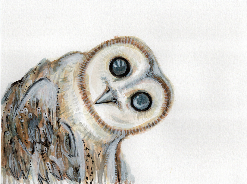 a small tyto owl