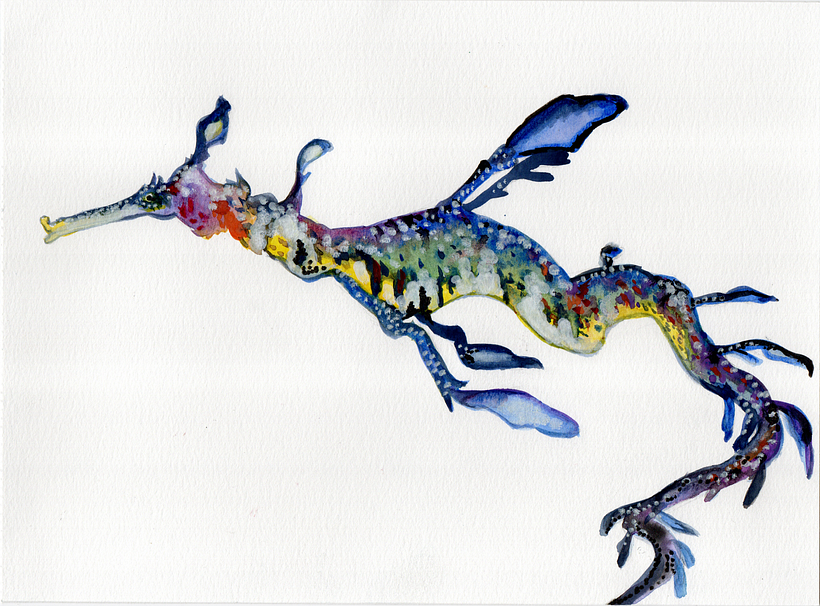a weedy sea dragon