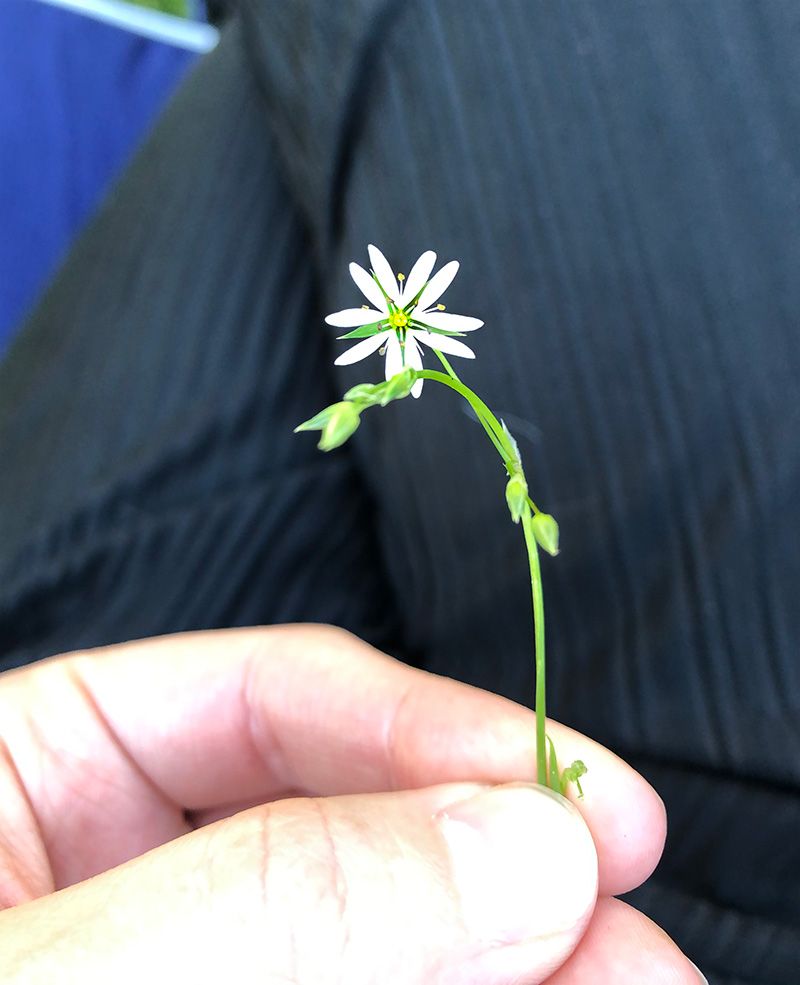 My project for course: Vector Pattern Illustration for Beginners 3