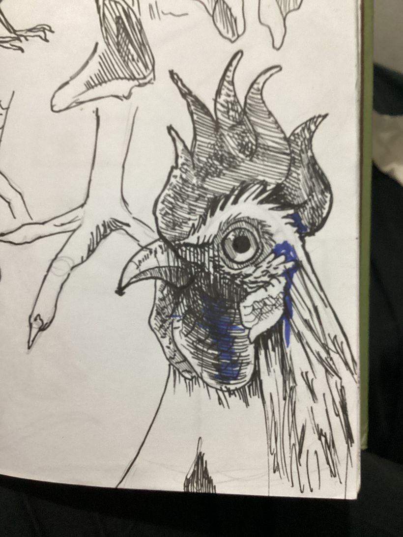 For the flash design I used a rooster study I did for another course