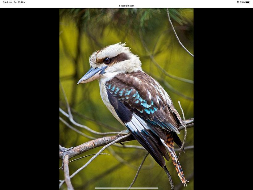 Australian Kookaburra 