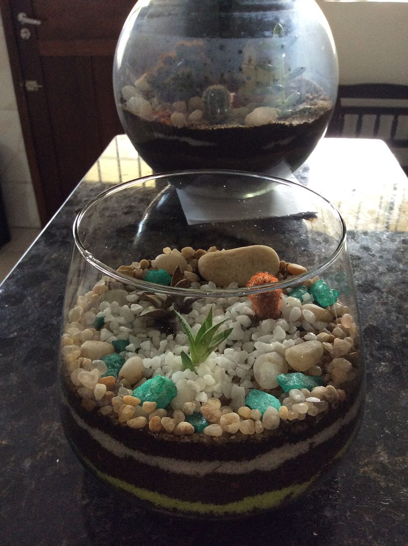 Meu projeto do curso: Arte vegetal: crie seu próprio terrário aberto 1