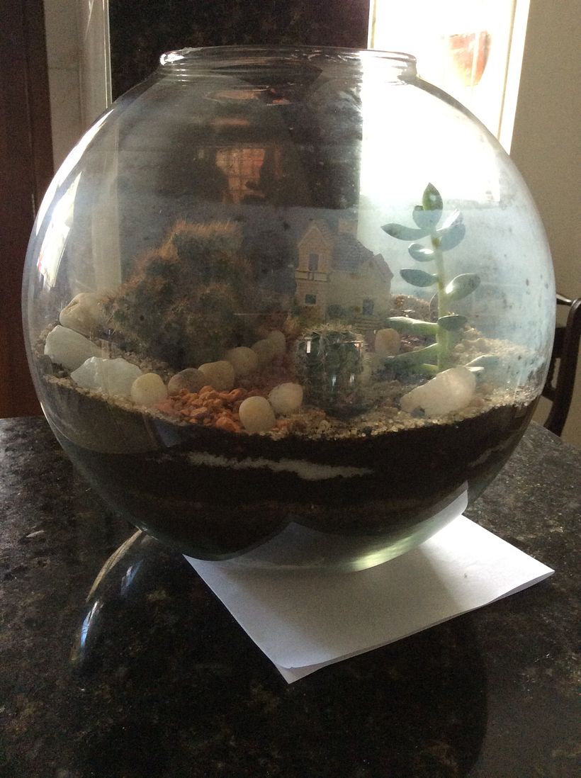 Meu projeto do curso: Arte vegetal: crie seu próprio terrário aberto 2