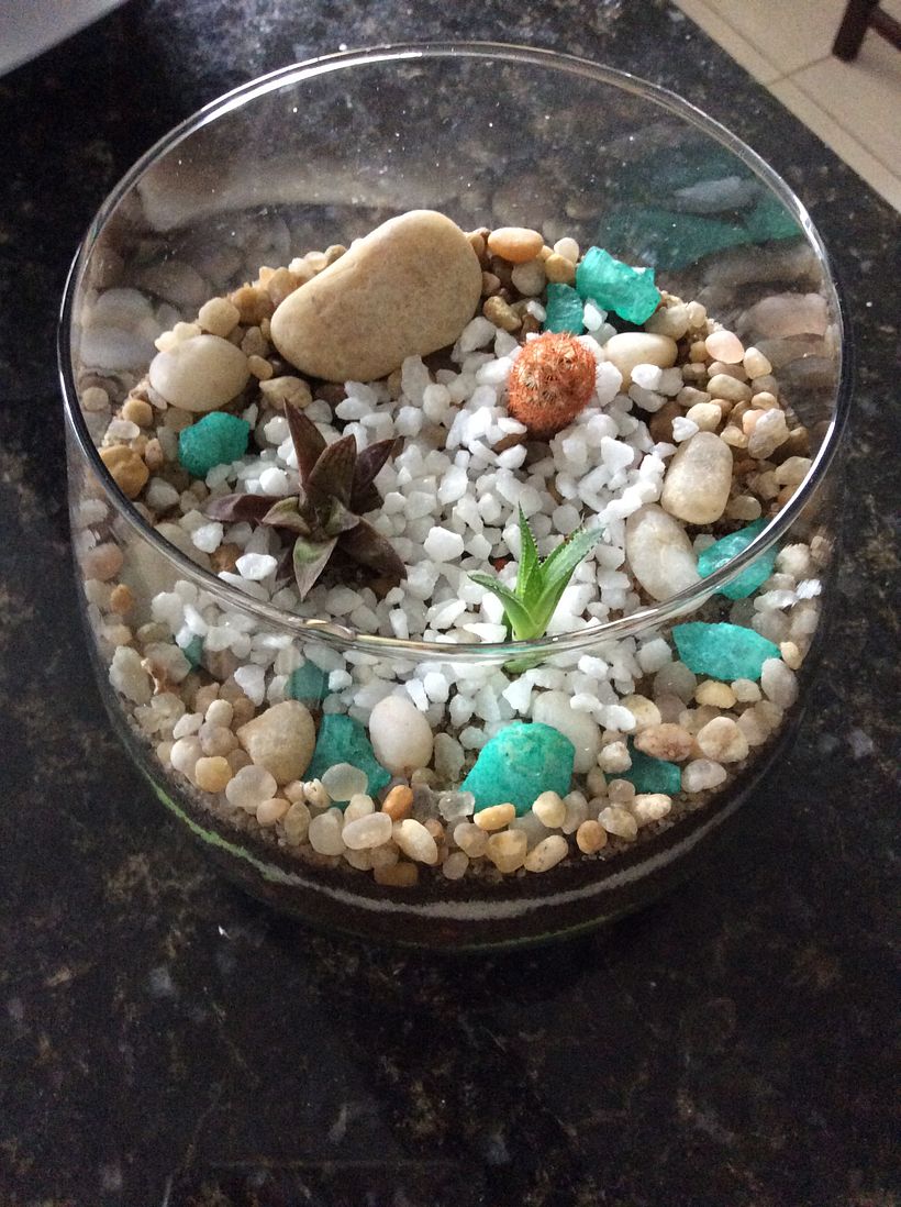 Meu projeto do curso: Arte vegetal: crie seu próprio terrário aberto 4