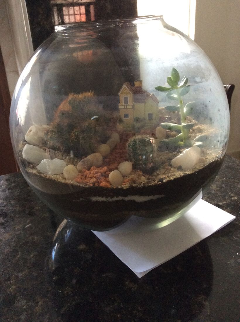 Meu projeto do curso: Arte vegetal: crie seu próprio terrário aberto 6