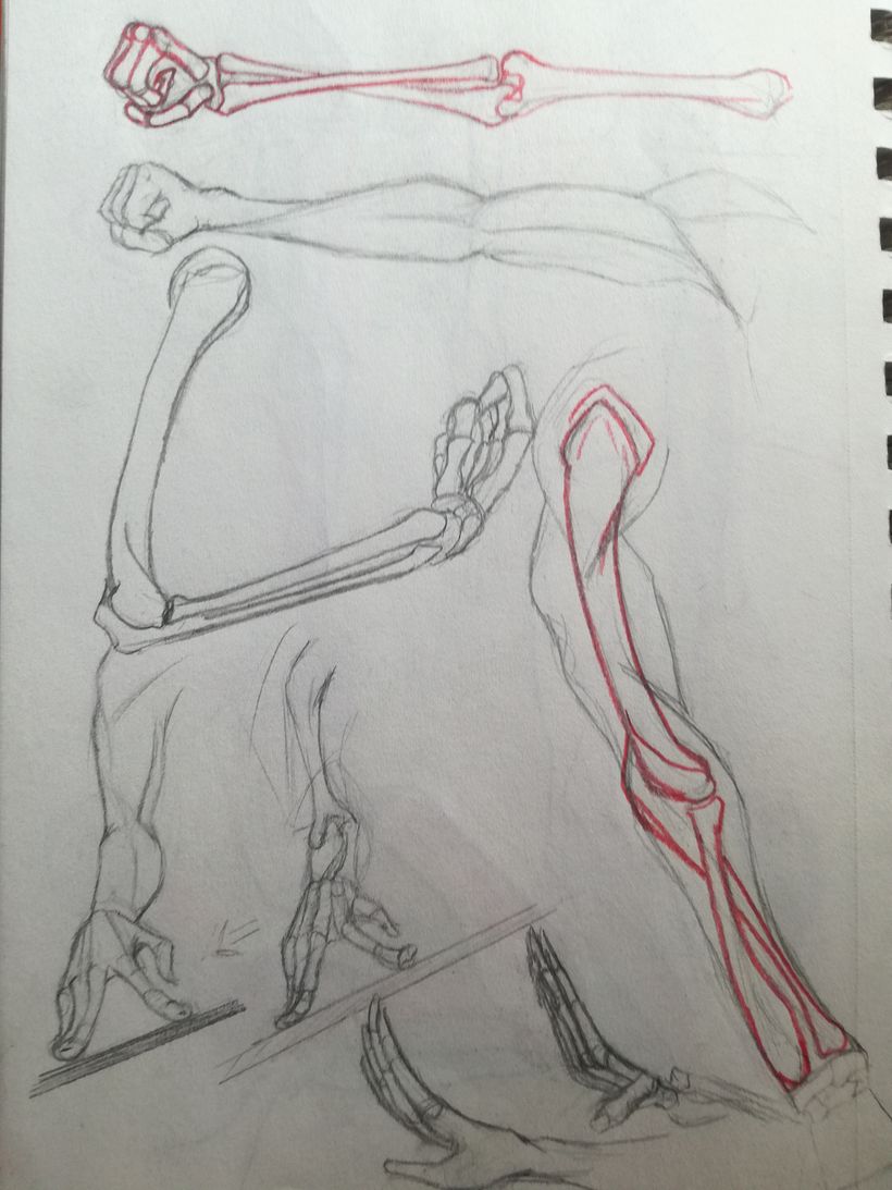 Mi proyecto del curso: Dibujo anatómico de extremidades, manos y pies 7
