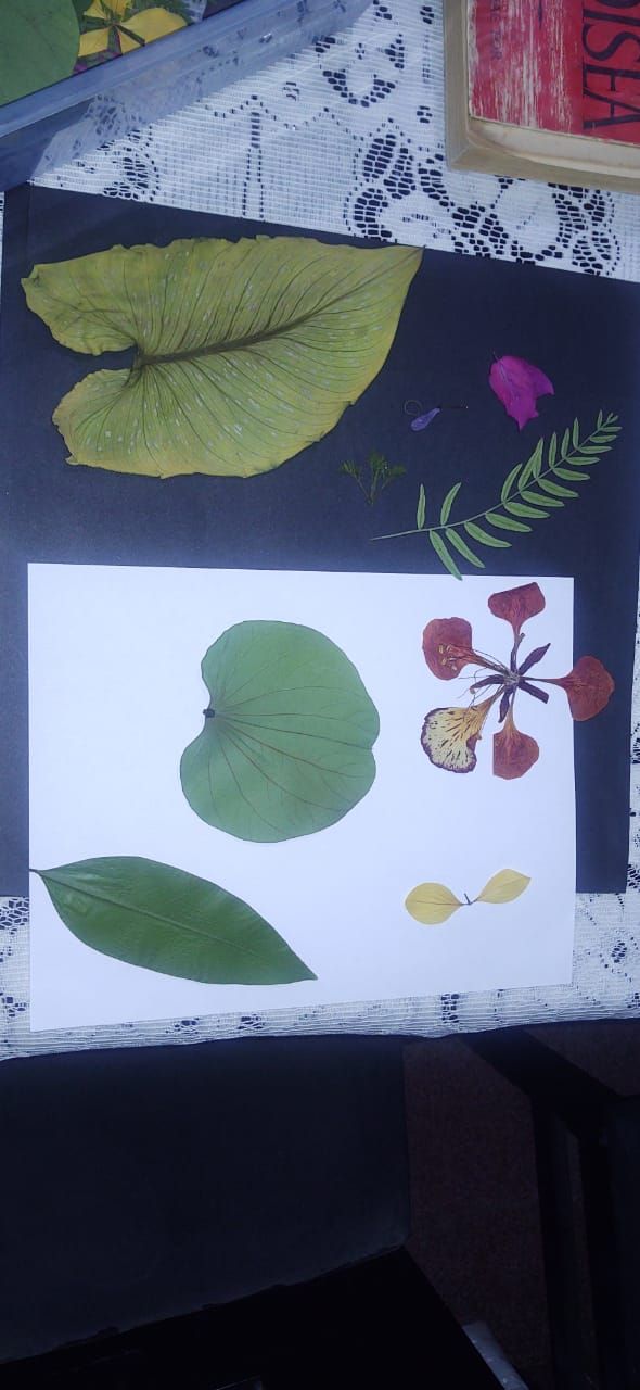 Algunos ejemplares recolectados para futuras creaciones. 