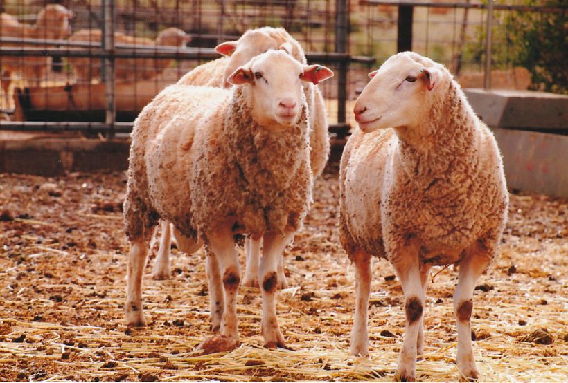 Expressive animal projects in watercolour final project 1