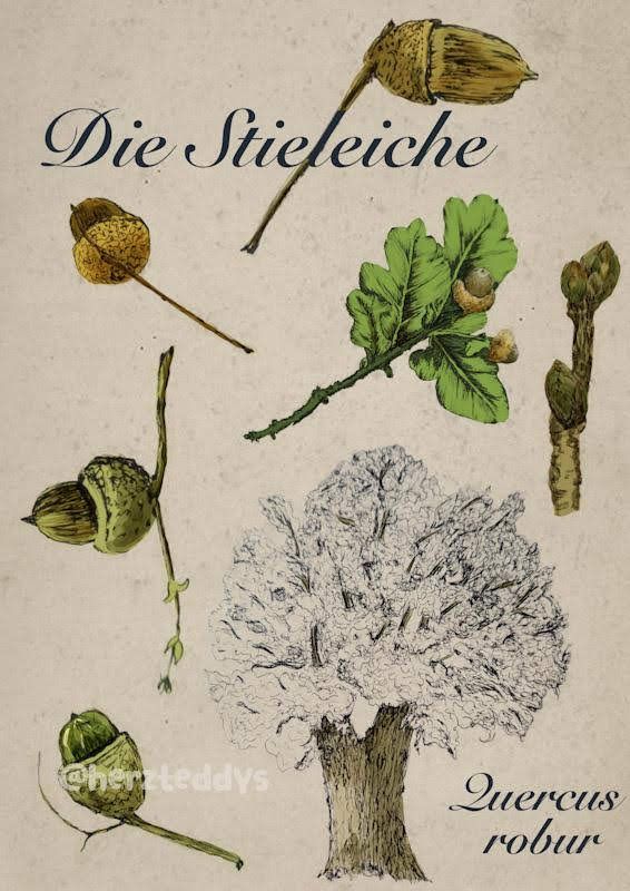 Mein Kursprojekt: Botanische Illustration: vom Skizzenbuch zum Druck 2