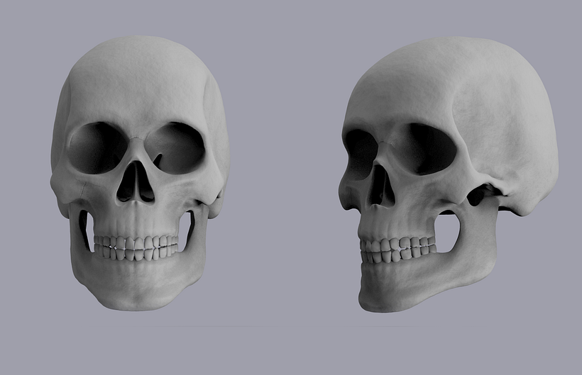 human skull 2