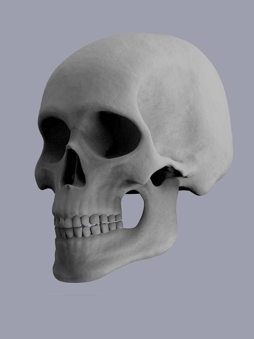  human skull 3