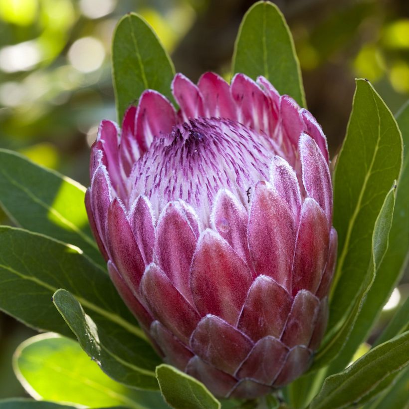 Mi proyecto del curso: Tatuaje para principiantes 1