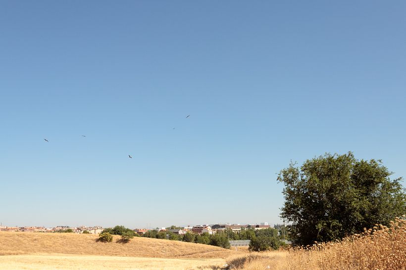 Bandada de aves rapaces al sur de La Fortuna.