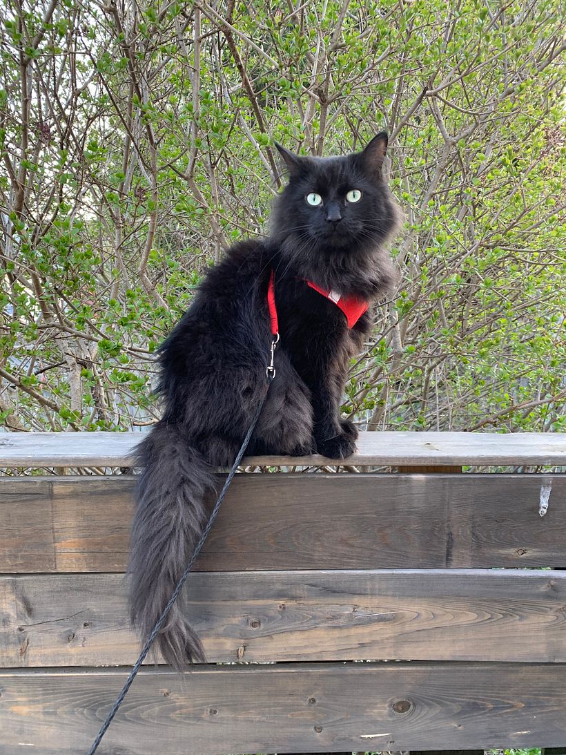 Original Buddy's picture provided by the owner
