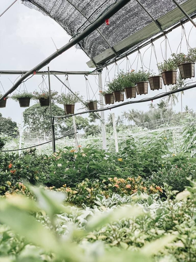 I think about green tea for a while.