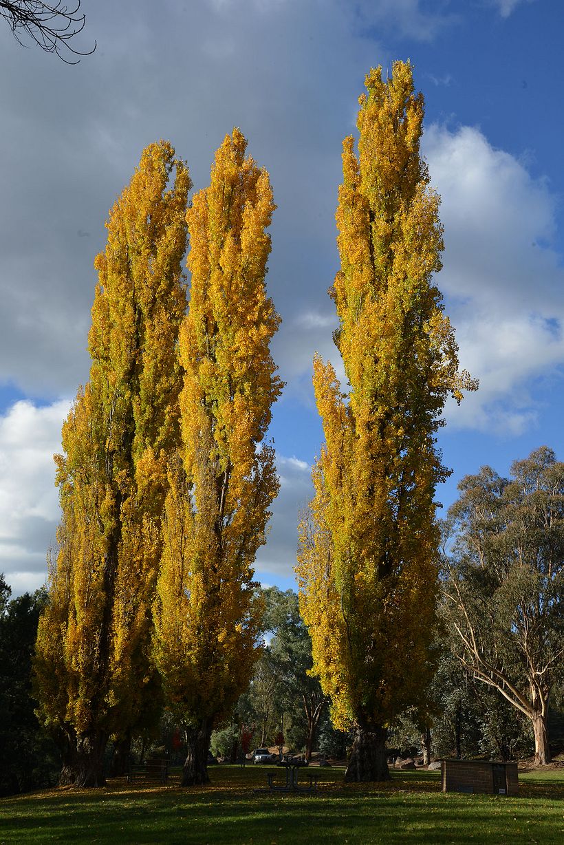 Original photograph taken by myself at The Cotters Reserve, Canberra, ACT, Australia.