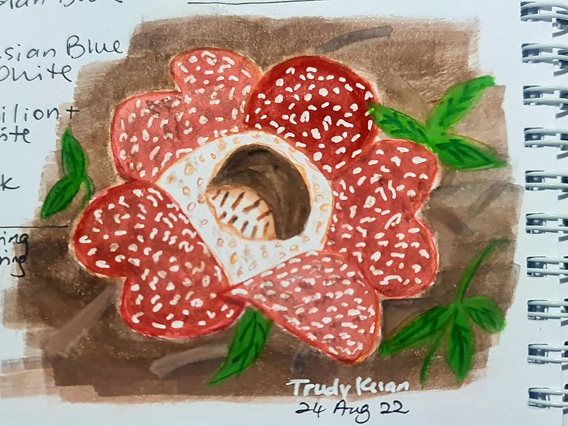 Borneo Rafflesia -7th