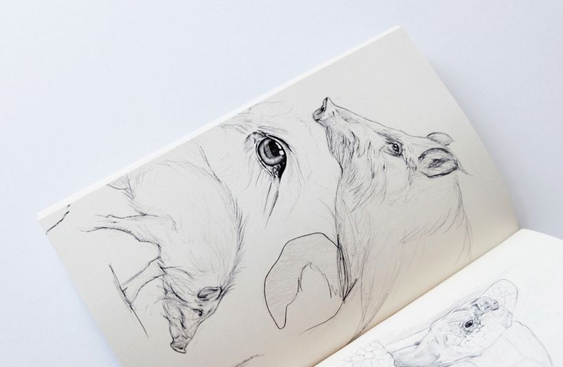 Sketches from a Disappearing World - Drawings of travels and animal encounters published in to a book 6