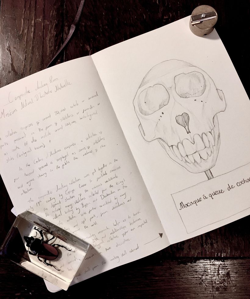 Sketches from a Disappearing World - Drawings of travels and animal encounters published in to a book 18
