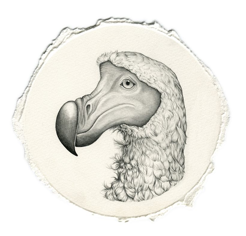 Een lofrede voor verloren dieren - Tekeningen voor een tentoonstelling over de handel in wilde dieren 2