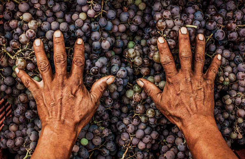 Uvas pisqueras