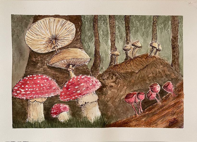 En el Bosque con hongos