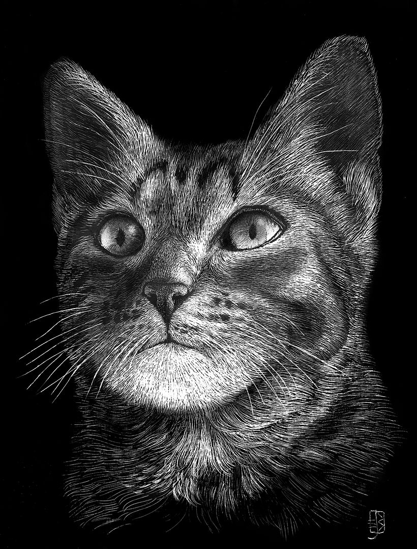 Felis silvestris catus 3