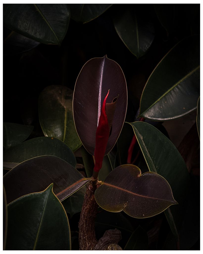 My Garden 1